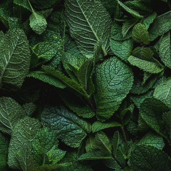 Brio Maté Energy Drink Naturel Bio feuilles de menthe